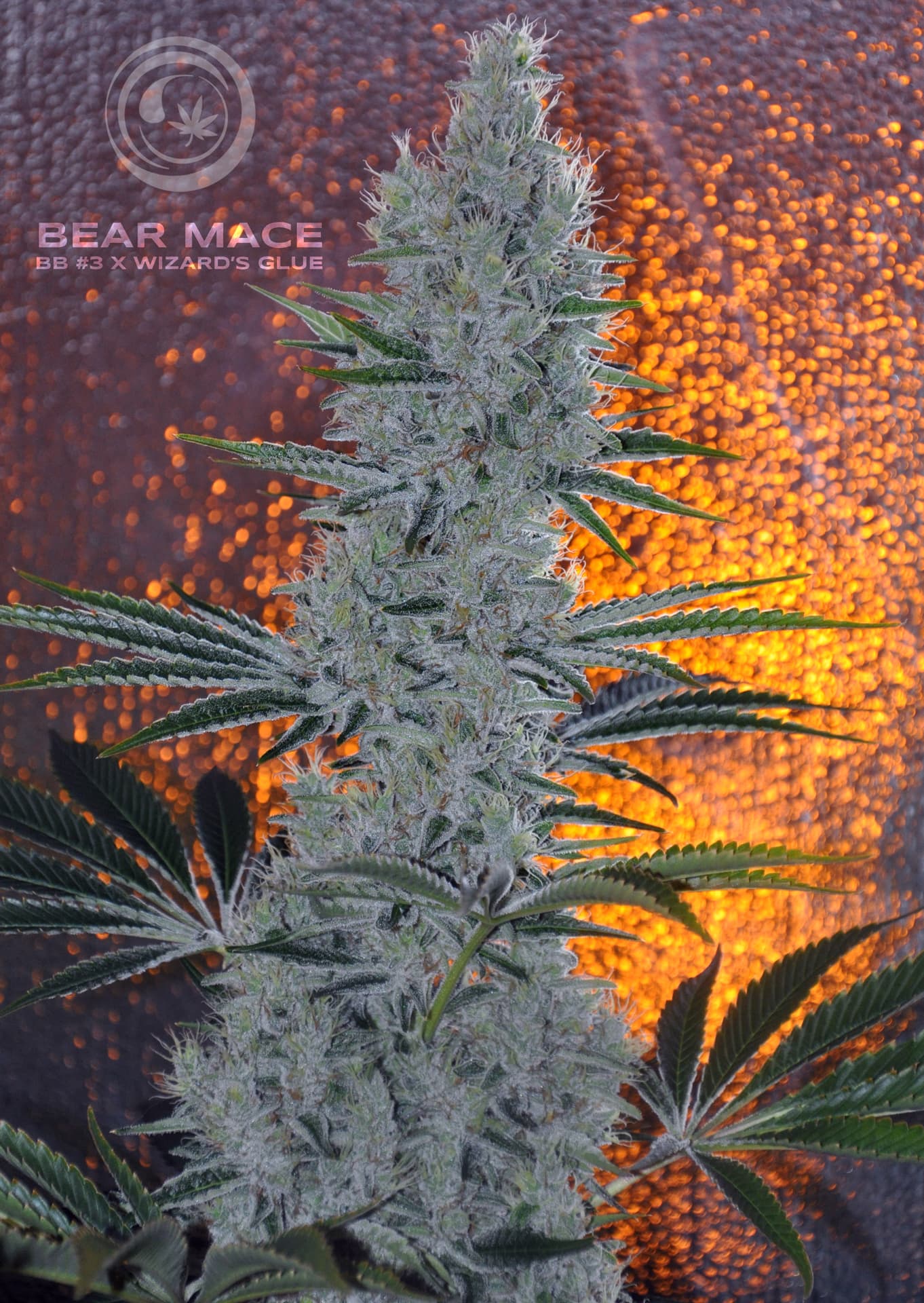 BEAR MACE