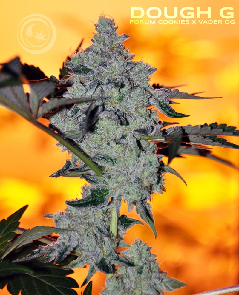 DOUGH-G