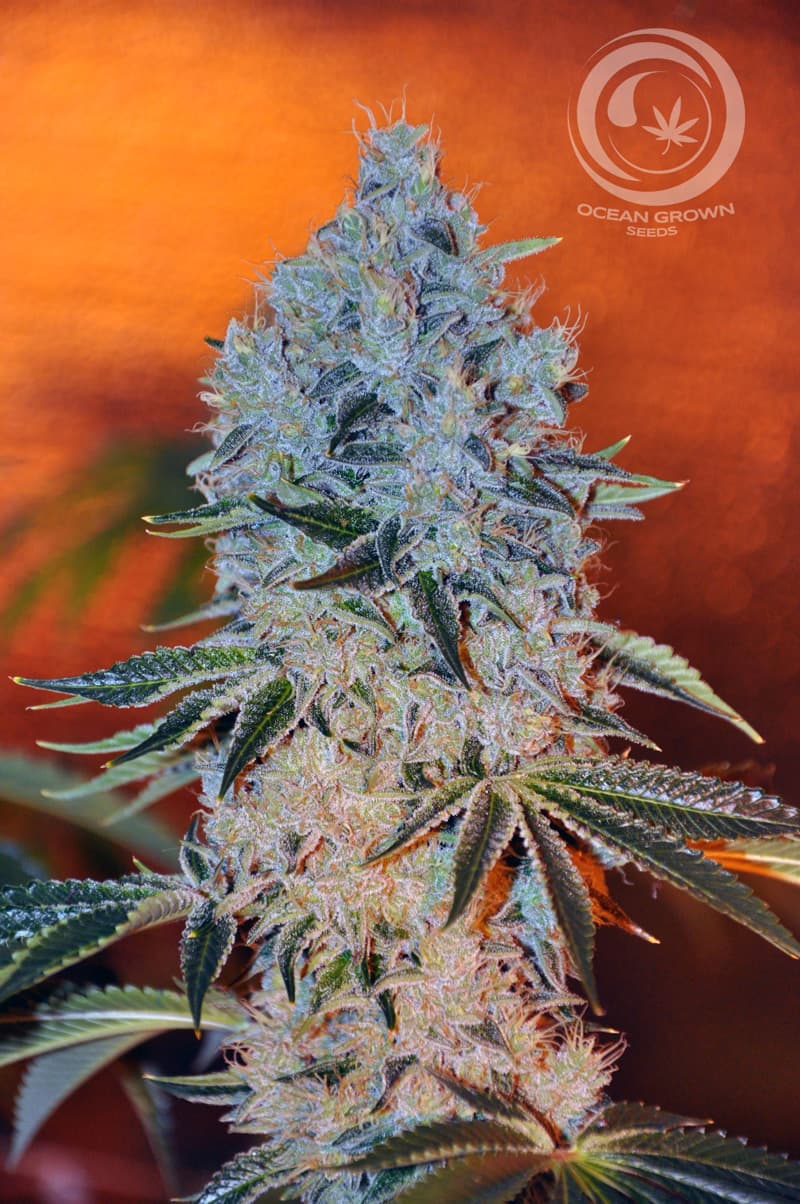 JAWA KUSH