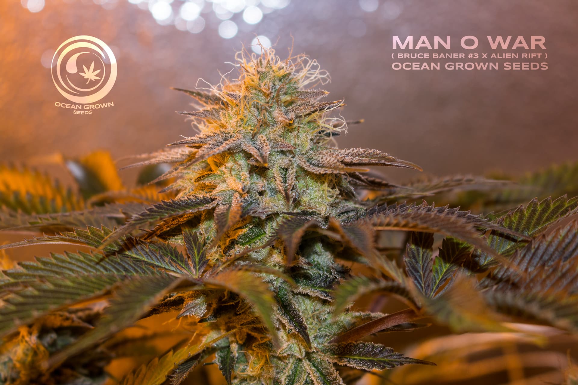 MAN O WAR