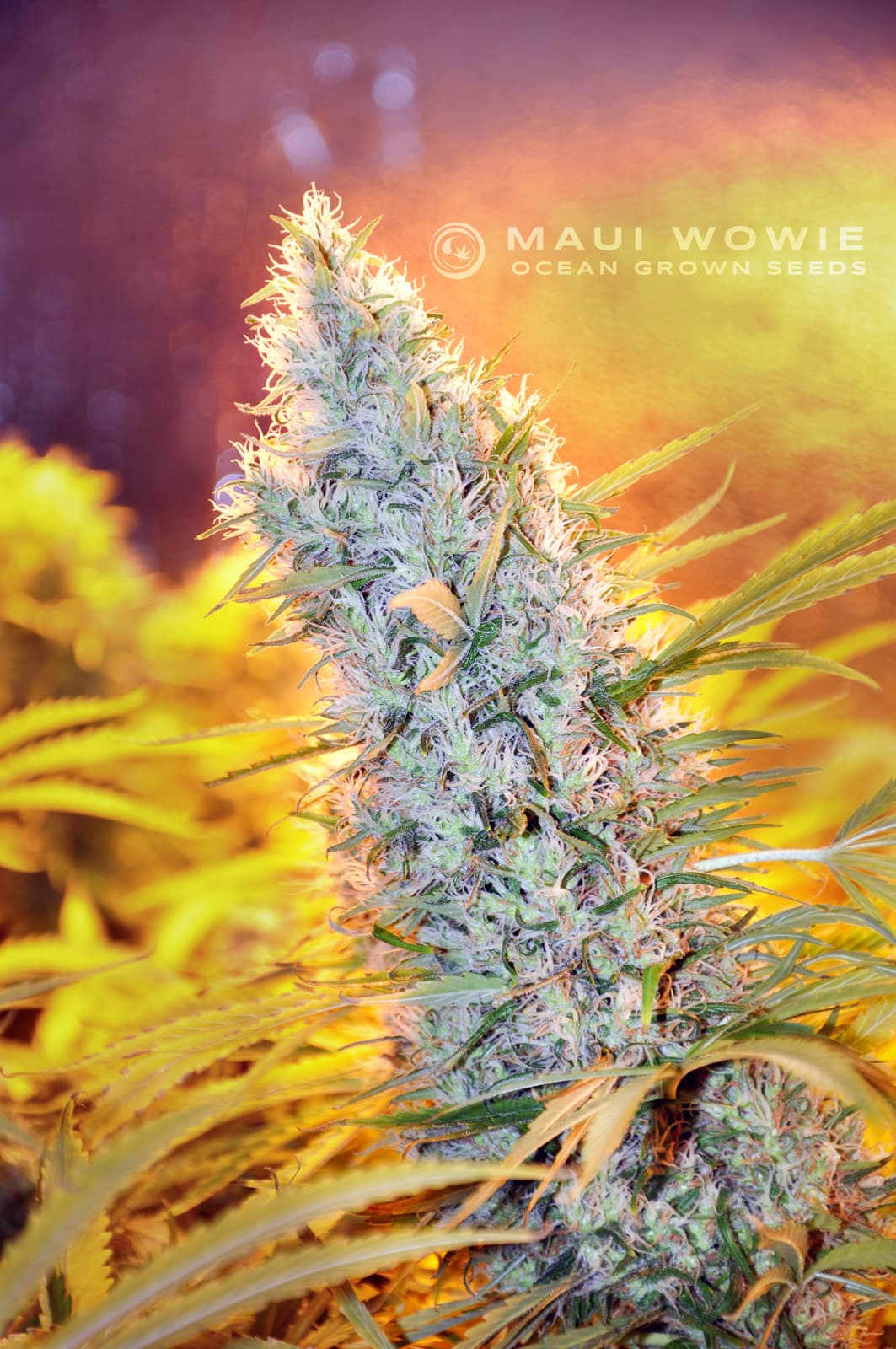 MAUI WOWIE