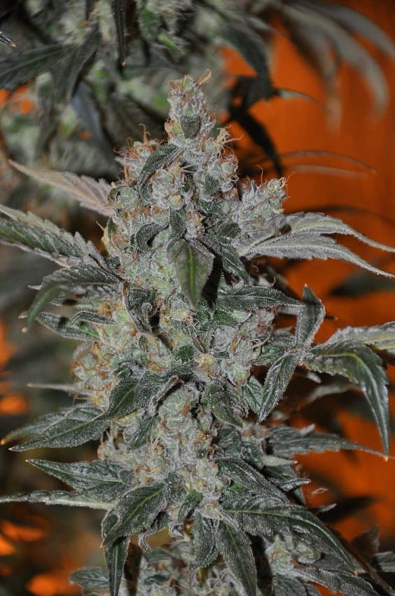 MERLOT OG