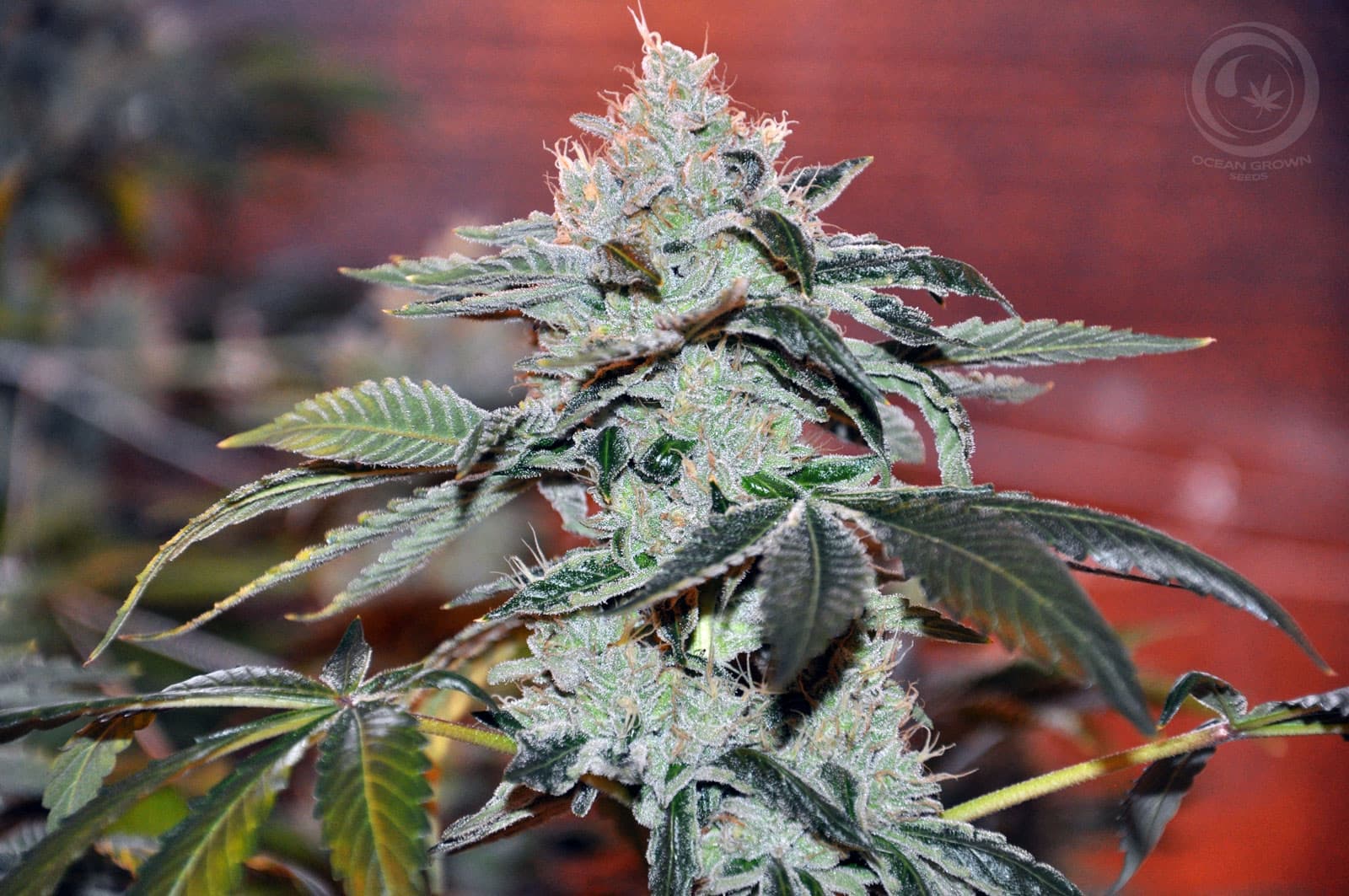 OBI WAN OG