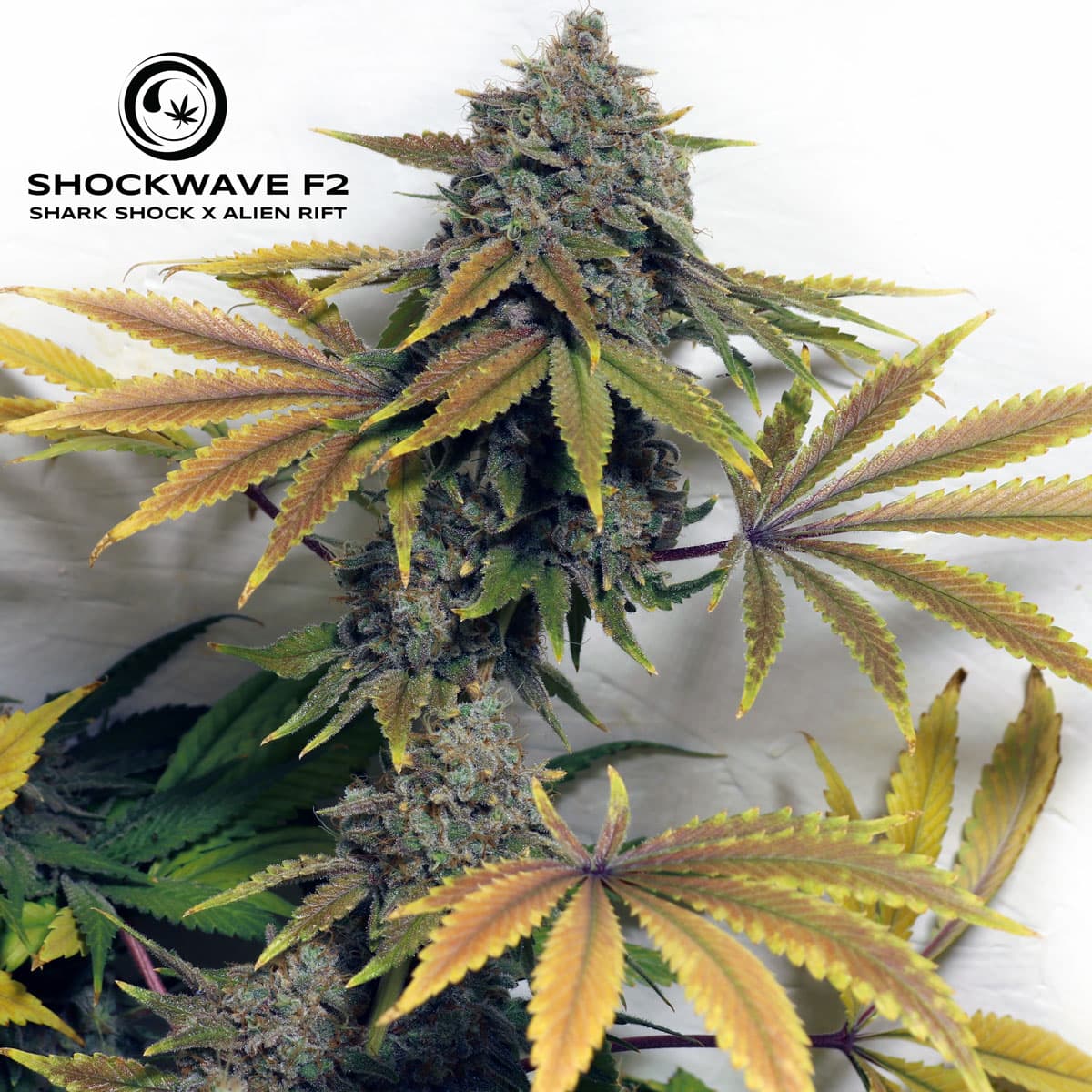 SHOCKWAVE