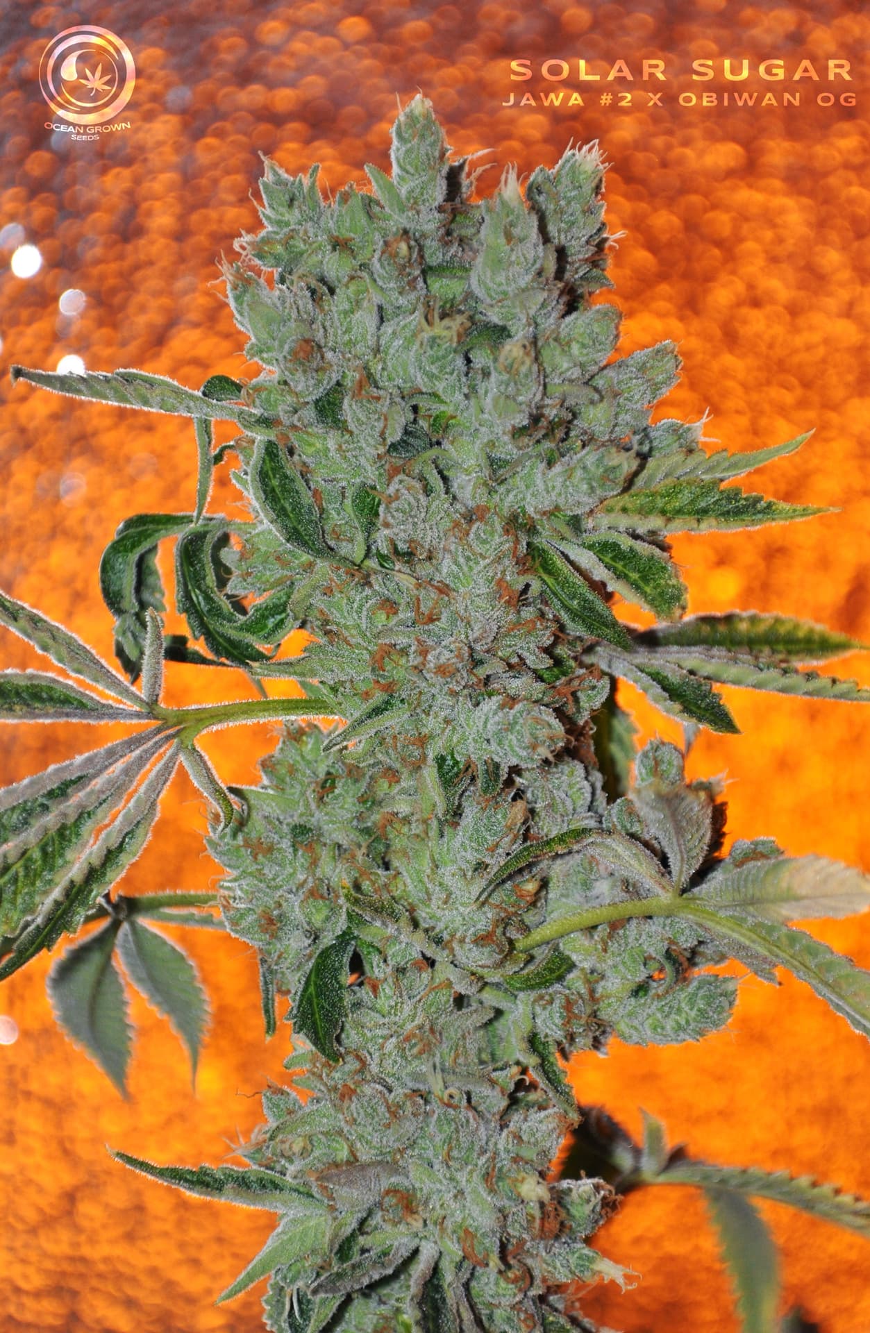 SOLAR SUGAR
