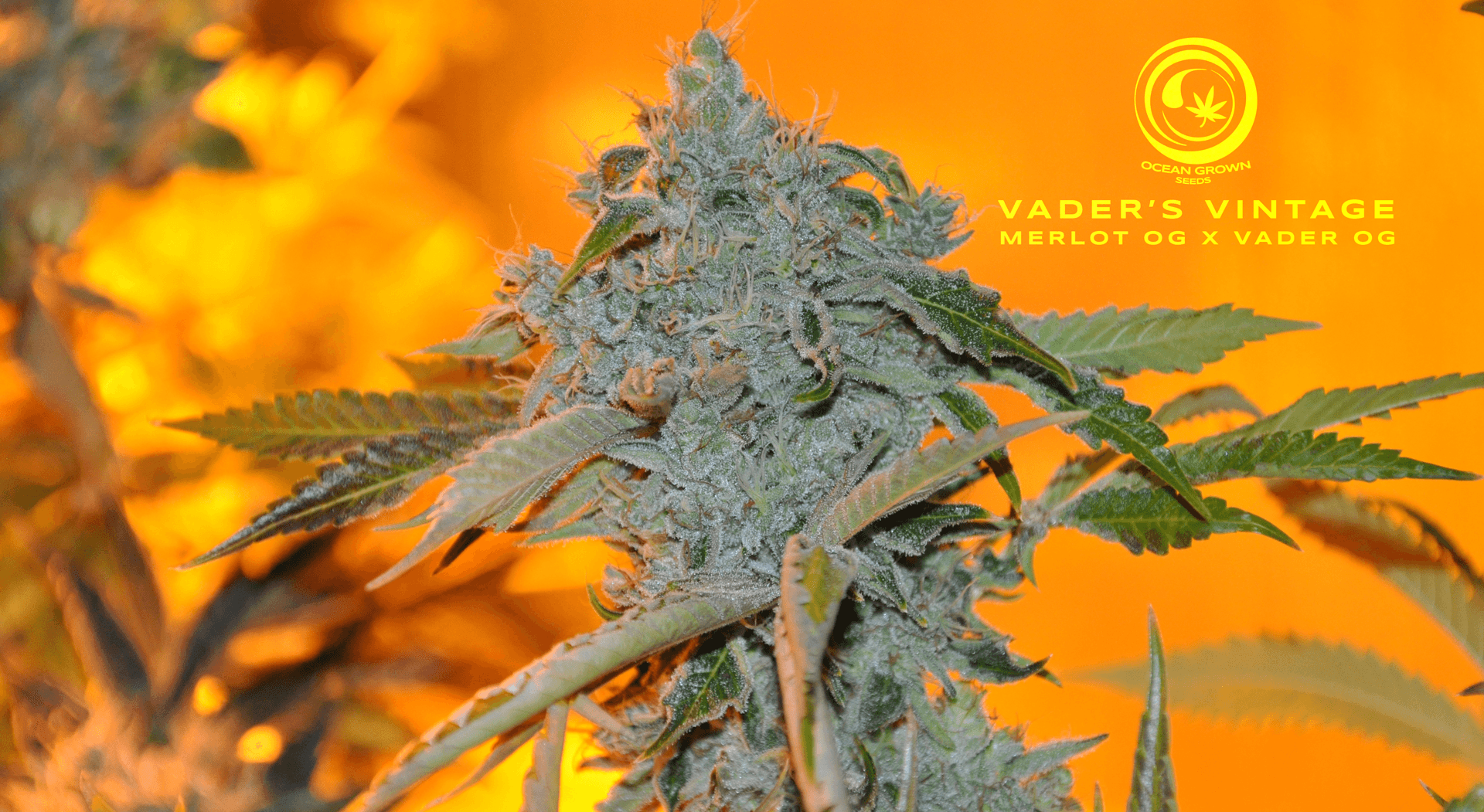 VADERS VINTAGE