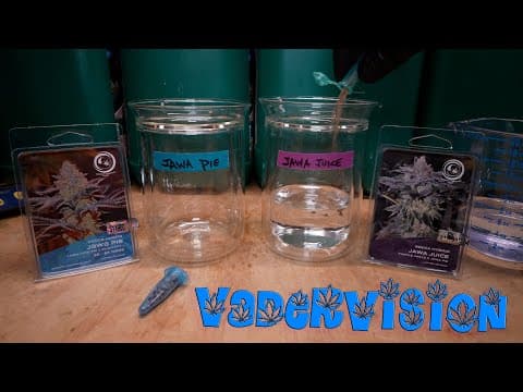 Germinating Seeds for continued Breed Selection!