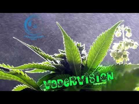 The Art of Cannabis Breeding