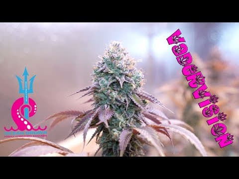 Flowering Jawa Kush and Maui Wowie!