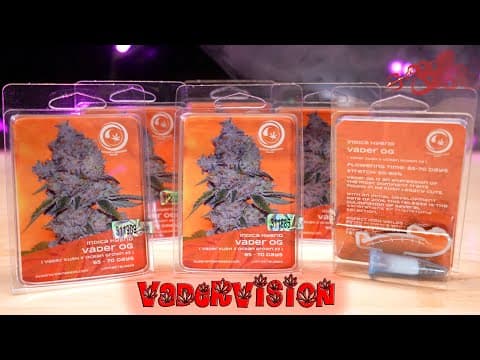 Seed to Harvest for Vader OG Kush Breeding Selection!