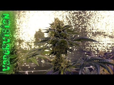Cannabis Flush for Harvest