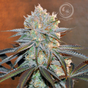 Malibu Pie
