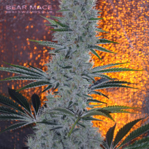 Bear Mace